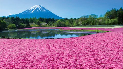 富士山と芝桜の絶景へ。都内からの日帰り旅行に最適な「富士本栖湖リゾート」