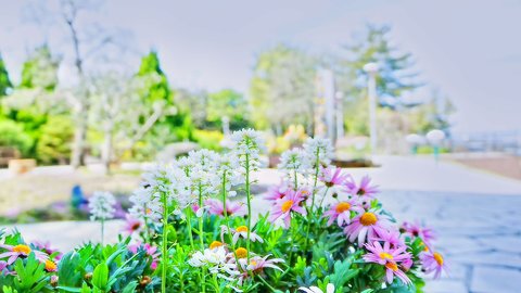 2023年が最高の夏に。秘密の花園「名古屋港ワイルドフラワーガーデン ブルーボネット」