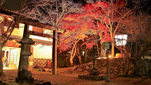【2023】夜の景色もいいかも。ライトアップされた紅葉を見に京都へ