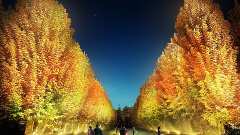 「新宿御苑」で煌めく紅葉の夜。光のアートが奏でる絶景ライトアップ