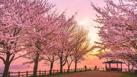 見逃したくないこの絶景。香川県の各地で咲き誇る「桜の名所」7選