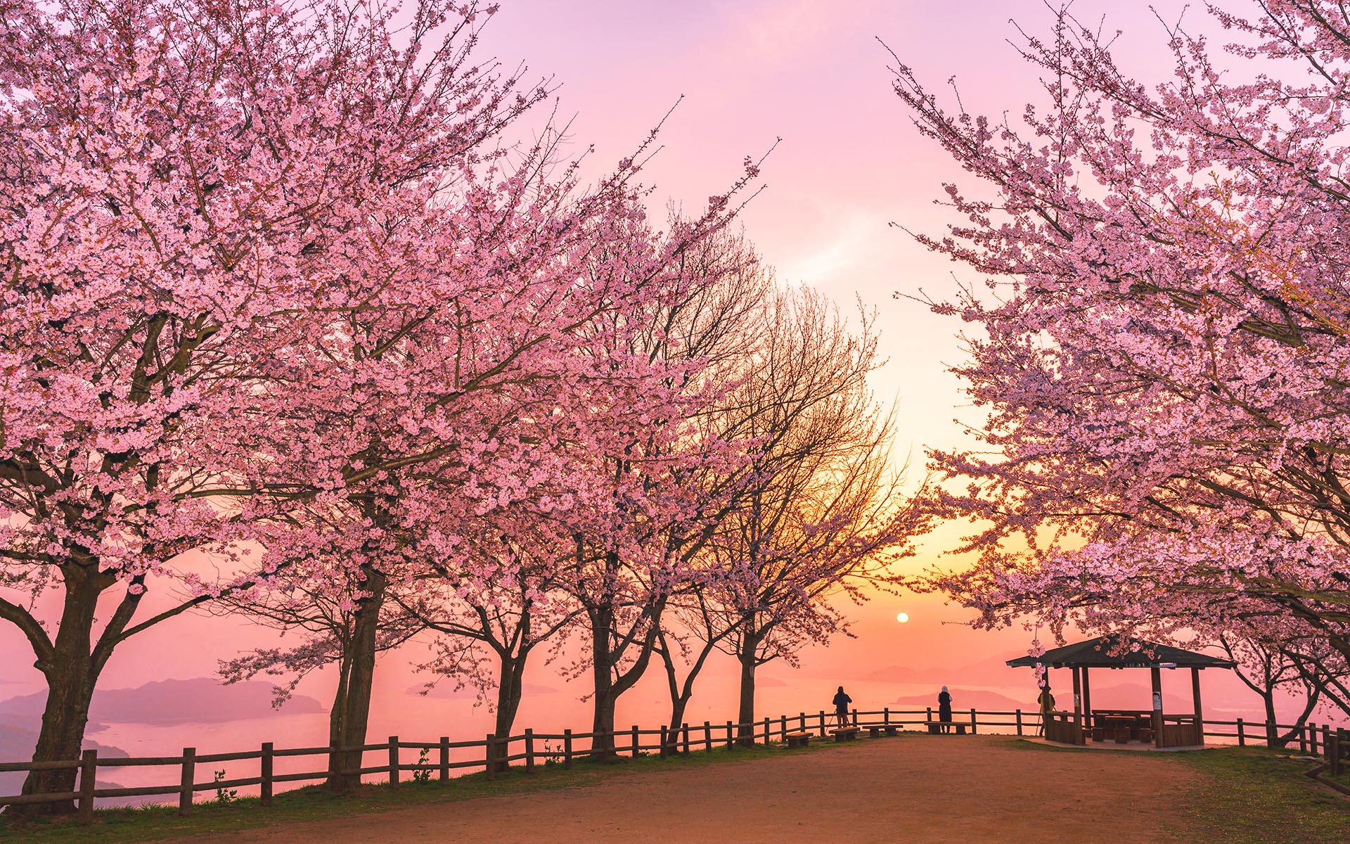 見逃したくないこの絶景。香川県の各地で咲き誇る「桜の名所」7選