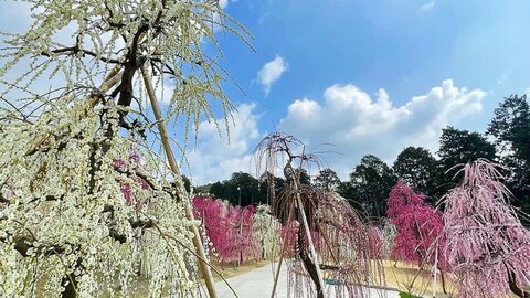 【2024】京都の梅の名所11選〜春の訪れを告げる花〜