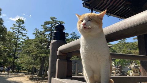 京都の“逢いに行ける社寺猫たち”