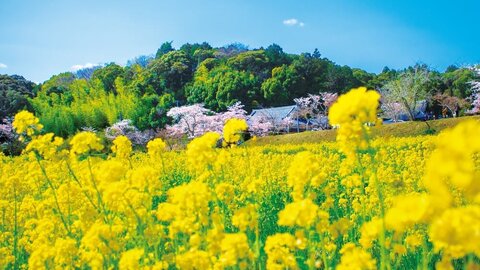 【2024】京都・おすすめ菜の花畑～のどかな春の散策へ～