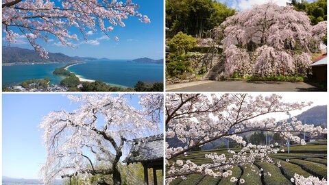 京都・海や茶畑とのコラボが美しい絶景桜＆抜群の存在感で迫力満点の一本桜