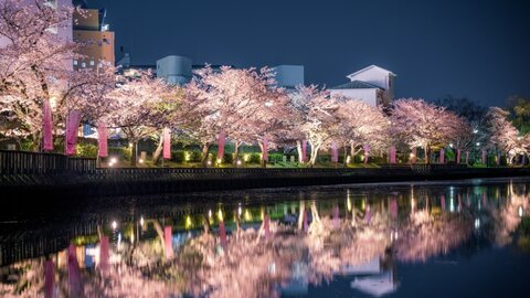 【2024】京都府の夜桜ライトアップ〜春の粋な夜を楽しもう！〜