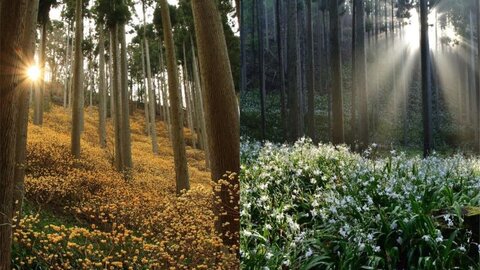 【2024】京都綾部・ミツマタとシャガの森〜黄と白の可憐な花が埋め尽くす〜