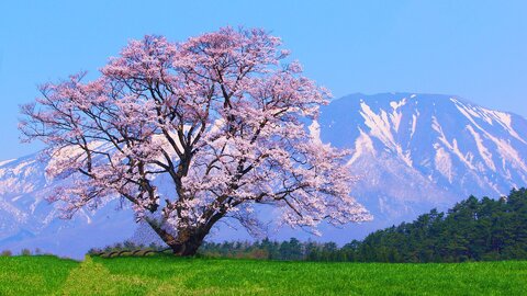 孤高の絶景。格別の美しさを見せる全国「一本桜」ランキングTOP10
