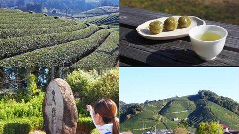 【京都・和束町】鎌倉時代から続く茶畑に思いを馳せる観光ツアーをご紹介