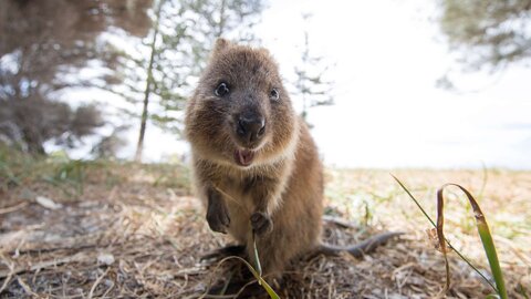 西オーストラリアへ花の祭典と世界で最も幸せな動物「クオッカ」に会いに行く-PR-