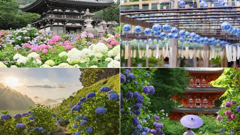 【2024】梅雨の季節に訪れたい！京都・アジサイの名所15選