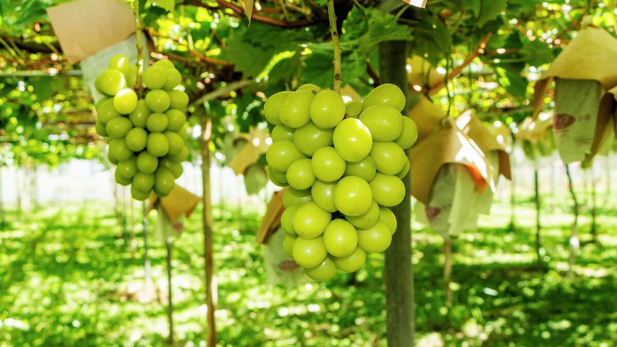 人気すぎて品切れも。ふるさと納税「シャインマスカット」はなぜ、今が狙い目なのか？ - TRiP EDiTOR