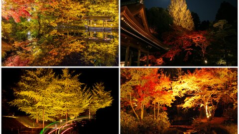 【2024】日付順・京都の紅葉ライトアップ〜幻想的な夜観光へ〜