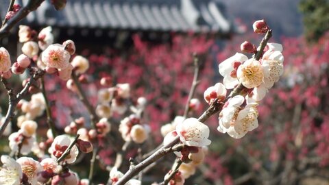 【2025】京都の梅の名所12選〜春の訪れを告げる花〜