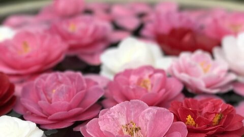 椿で知られる「霊鑑寺」が春の装いへ。春の特別公開3月20日より開催
