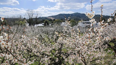 開苑40周年！滋賀県「寿長生の郷」で期間限定で「花の宴 梅まつり2025」が開催