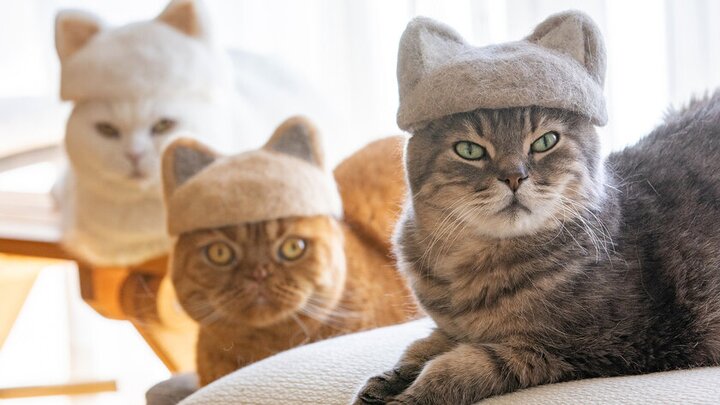国内有名作家さま　omake 過去最高の応募数！】愛猫のおもしろかわいい姿が集まった「笑猫（わら worldさま　可愛いネコちゃん wonder ぬいぐるみ
