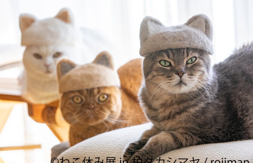 かわいいねこちゃんが大集合！10周年記念で「ねこ休み展」が特別開催