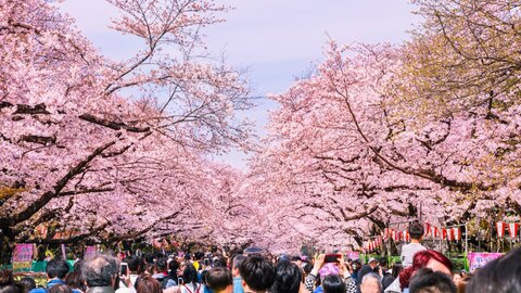 今年の春、人気の旅先はどこ？まもなく始まる春休みの旅行動向を調査