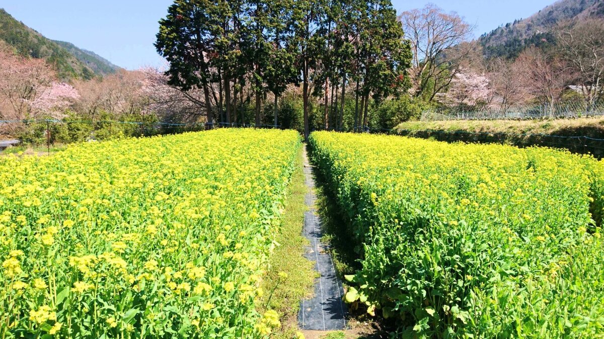 菜の花 DSC_14401-1536x1090-1200x675.jpg