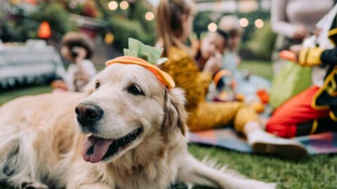 愛犬との時間を思い出に。一緒に遊べるイベントが満載の「Happy！ワン Daysフェスタ」