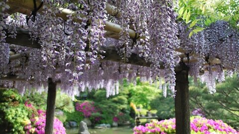 【2025】京都府の「藤」おすすめ観賞スポット