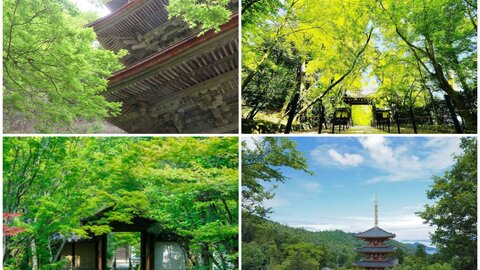 【2025】京都・新緑の青もみじ｜初夏に観に行きたい絶景名所