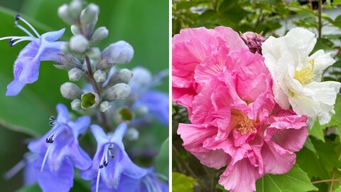 夏から初秋の京都で見られる珍しい花|1日花から絶滅危惧種まで 夏から初秋の京都で見られる珍しい花|1日花から絶滅危惧種まで