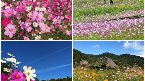 【2025】京都・秋風に揺れるカラフルなコスモスの花園へ行こう 【2025】京都・秋風に揺れるカラフルなコスモスの花園へ行こう
