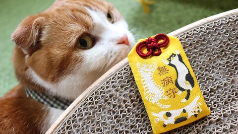 ペットにあげたい♡京都の可愛い動物お守り ペットにあげたい♡京都の可愛い動物お守り