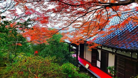赤と緑のコントラストにうっとり。秋の特別拝観が京都「霊鑑寺」で開始【11/21〜】 赤と緑のコントラストにうっとり。秋の特別拝観が京都「霊鑑寺」で開始【11/21〜】