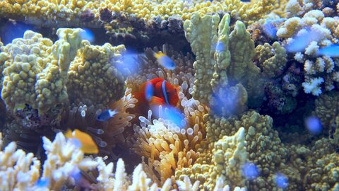 【絶景】新たな景色を求め潜る、水中写真家から見えた海の中の世界 【絶景】新たな景色を求め潜る、水中写真家から見えた海の中の世界