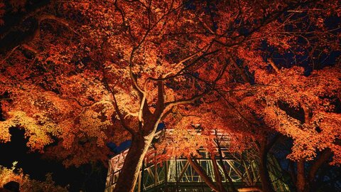 光と紅葉の中を空中散歩。「神戸布引ハーブ園」のロープウェイで巡る秋の夜