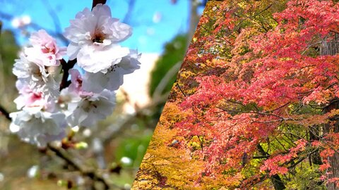 秋冬に咲く桜〜紅葉×桜の競演を楽しもう 秋冬に咲く桜〜紅葉×桜の競演を楽しもう