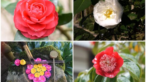 【2026】京都の椿（ツバキ）の名所 | さまざまな品種を愛でられる