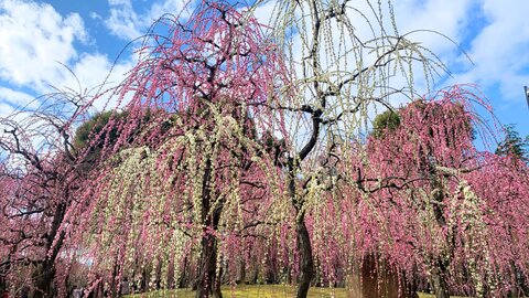 【2026】京都の梅の名所〜早春を彩る可憐な花〜