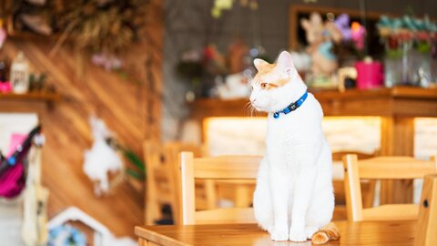 僕が宿を守るにゃん!53匹から選ばれた、全国の宿「自慢の看板猫」ランキング【2026】 僕が宿を守るにゃん!53匹から選ばれた、全国の宿「自慢の看板猫」ランキング【2026】