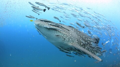 【絶景】水中写真家が冬の海の撮影を通して感じた、仲間や家族の温もり