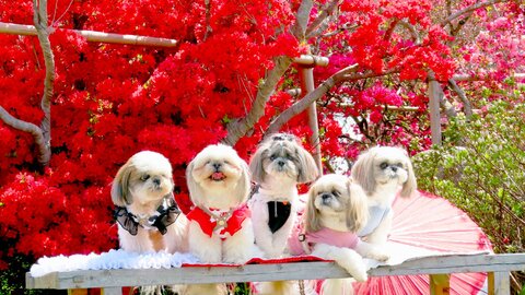 都心から2時間以内の別世界。花と食と文化が詰まった笠間の春へ! 都心から2時間以内の別世界。花と食と文化が詰まった笠間の春へ!