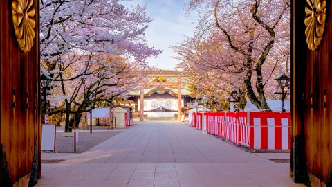東京の桜はここから始まる。靖國神社だけが持つ「春の特別」