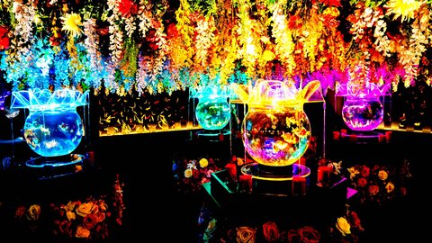江戸の美意識が現代アートと出会ったら…?累計1,300万人が魅了された「金魚アート」が埼玉に! 江戸の美意識が現代アートと出会ったら…?累計1,300万人が魅了された「金魚アート」が埼玉に!