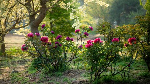 今しか見られない牡丹と芍薬の絶景！「つくば牡丹園」が今年も期間限定で開園