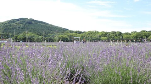 嵐山町で初夏の絶景！15,000株のラベンダーが咲き誇る「らんざんラベンダーまつり」が開催