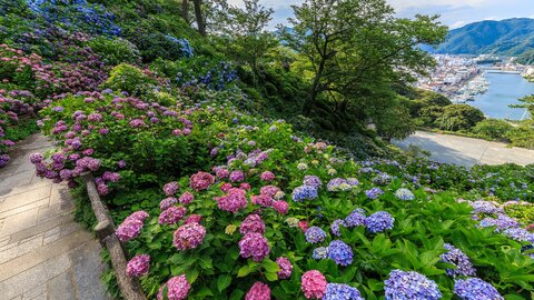 雨の日こそ旅に出たくなる。梅雨に映える「紫陽花の名所」ランキングTOP30 雨の日こそ旅に出たくなる。梅雨に映える「紫陽花の名所」ランキングTOP30