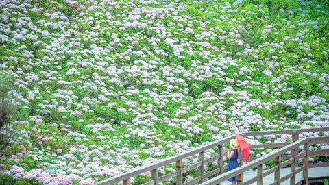 【四国最大級】2万本のあじさいに会いに!讃岐まんのう公園「あじさいまつり」が今年もすごかった 【四国最大級】2万本のあじさいに会いに!讃岐まんのう公園「あじさいまつり」が今年もすごかった