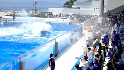 シルバーウィークは、ずぶ濡れ上等。西日本唯一のシャチが魅せる「テールバースト」延長開催