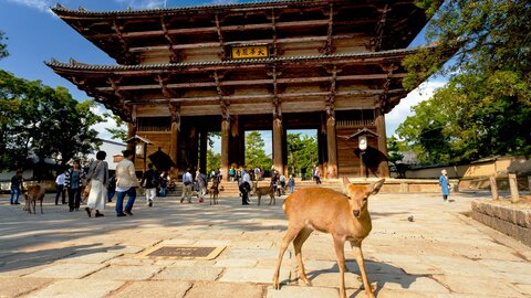 疲れた心、奈良で癒しませんか?東大寺から話題のかき氷までを巡る1泊2日旅 疲れた心、奈良で癒しませんか?東大寺から話題のかき氷までを巡る1泊2日旅