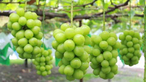その土地でしか味わえない秋がある。食欲の秋に行きたい「穴場グルメ旅」ランキング その土地でしか味わえない秋がある。食欲の秋に行きたい「穴場グルメ旅」ランキング