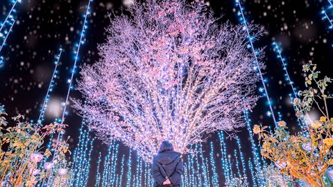 光が紡いだ25年。あしかがフラワーパーク「光の花の庭」で出会う、花と香りのイルミネーション 光が紡いだ25年。あしかがフラワーパーク「光の花の庭」で出会う、花と香りのイルミネーション